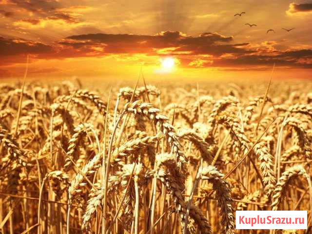 Ячмень Долгоруково - изображение 1