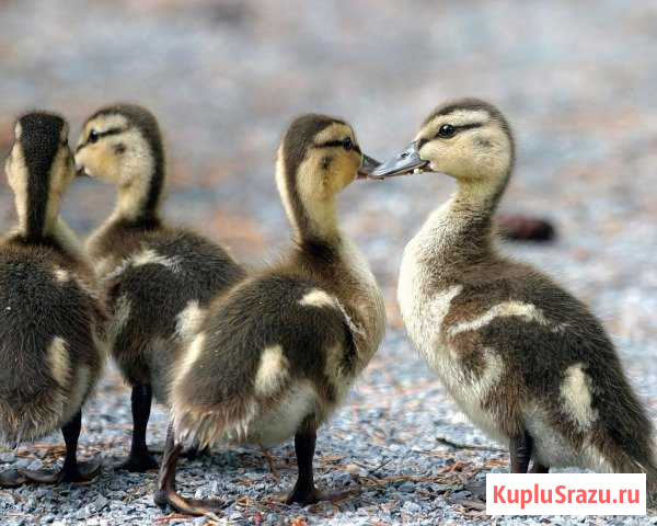 Яйца на инкубацию Советский - изображение 1