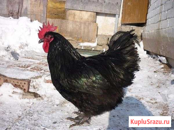 Куры-несушки и петух джерсийский Ковылкино - изображение 1
