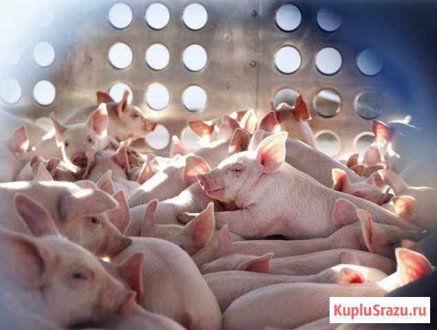 Продам поросят Бугуруслан - изображение 1