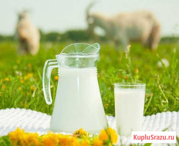 Молоко козье Кунгур - изображение 1