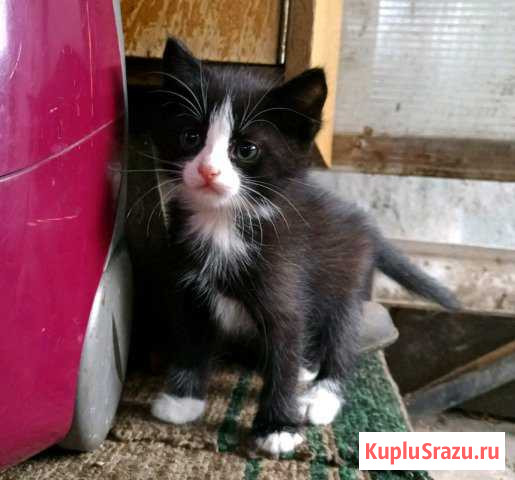 Котята Новоалександровск - изображение 1