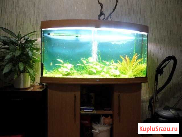 Аквариум juwel vision 260л Киреевск - изображение 1