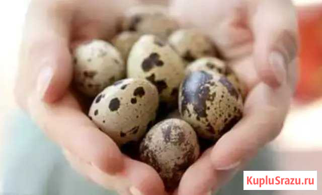 Свежии лечебные перепелинные яйца Владикавказ - изображение 1