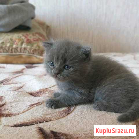 Котенок Вязьма - изображение 1