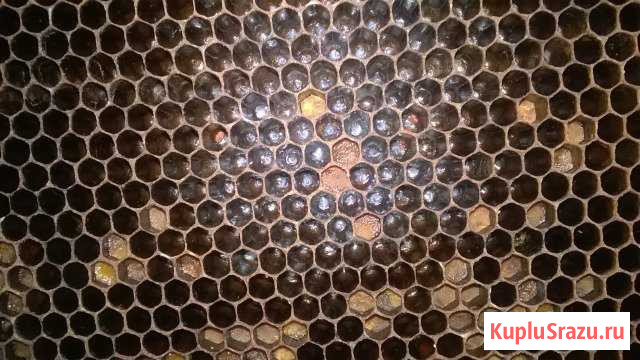 Пчеломатки Карпатка Рославль - изображение 1