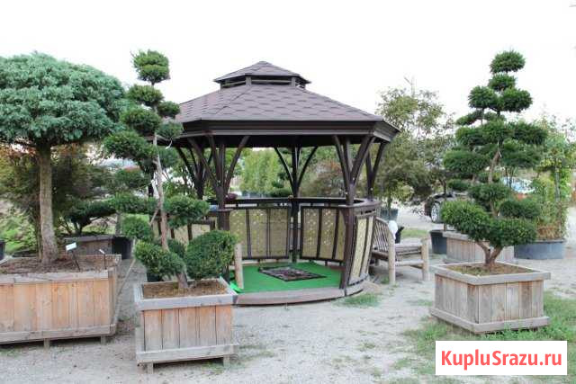 Растения из Италии и Голландии Старые Атаги - изображение 1