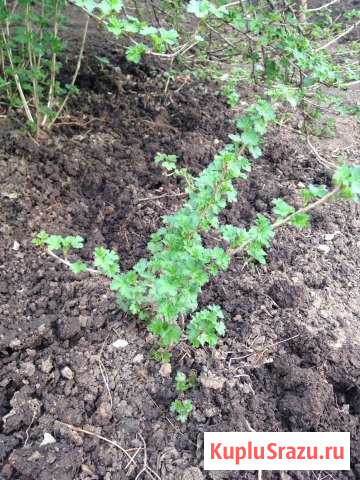 Крыжовник бесшипный Ува - изображение 1