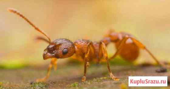 Myrmica rubra (Рыжая мирмика) Муравьи Ярославль