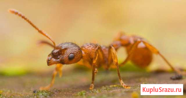 Myrmica rubra (Рыжая мирмика) Муравьи Ярославль - изображение 1