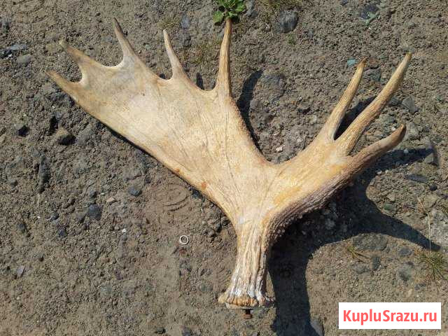 Рог лося Подольск - изображение 1