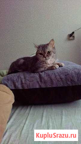 Шотландка (прямоухая) Воскресенск - изображение 1