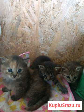 Котята в добрые руки Серпухов - изображение 1