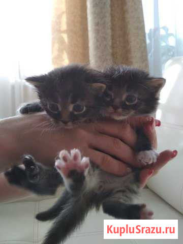 Котята в дар Троицк - изображение 1