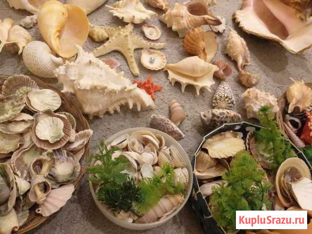 Морские звезды, водоросли Красково - изображение 1