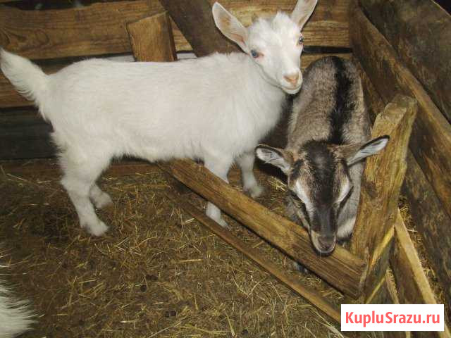 Козлята Егорьевск - изображение 1