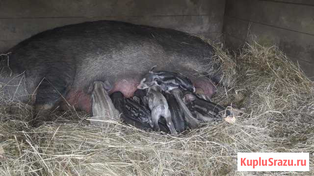 Поросята мангалы Клин - изображение 1