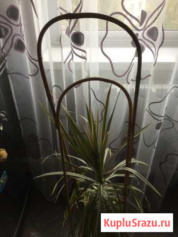 Бамбуковые палки Жуковский - изображение 1