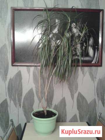 Драцена Воскресенск - изображение 1