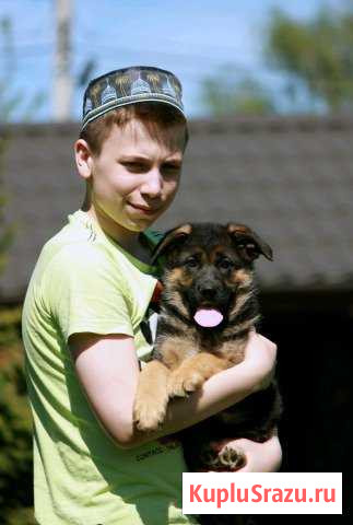 Немецкие овчарки в питомнике РКФ Володарского - изображение 1