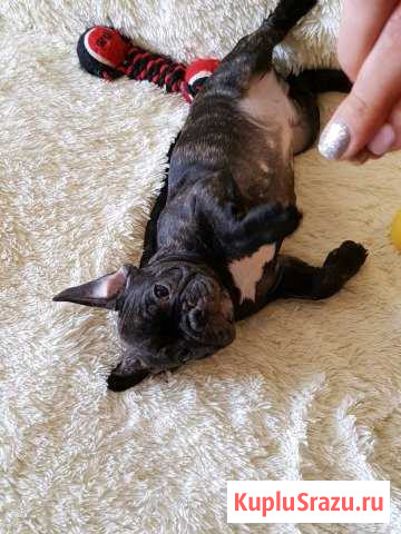 Французский бульдог Воскресенск - изображение 1