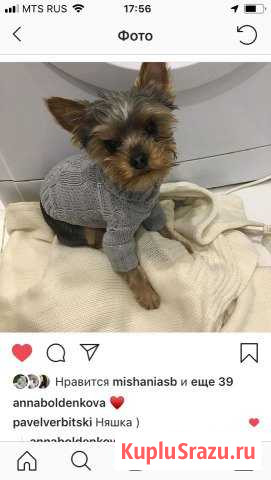 Йоркширский терьер мини,вязка Серпухов - изображение 1