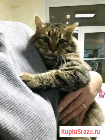 Котик красатунчик Лобня - изображение 1