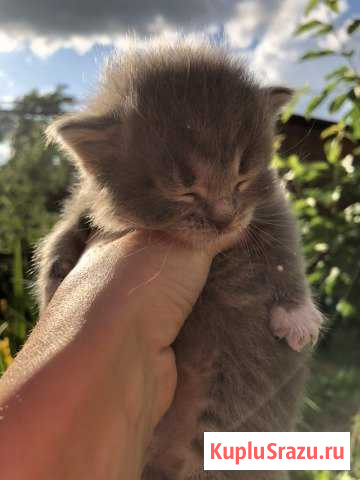 Котята в добрые руки Жуковский - изображение 1