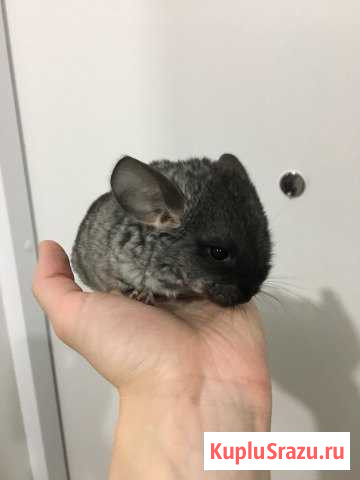 Шиншилла девочка чёрный бархат Воскресенское - изображение 1