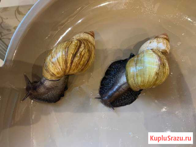 Улитки Ахатины фуликс родатци Павловский Посад - изображение 1
