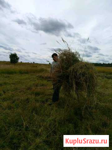 Приму отходы на корм животным Серпухов - изображение 1