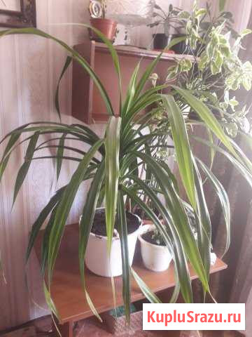 Цветы Орехово-Зуево - изображение 1