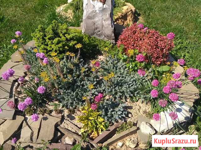 Растения для ракария на силикатной Знамя Октября - изображение 1