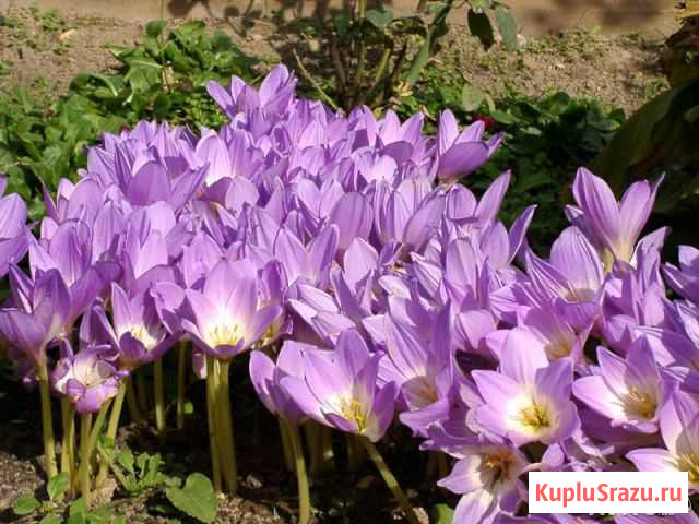 Безвременник (осенник крокус) Старая Купавна - изображение 1