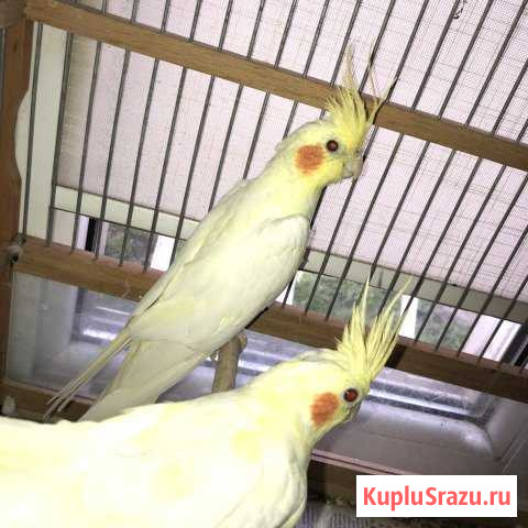 Попугай корелла пара Санкт-Петербург - изображение 1