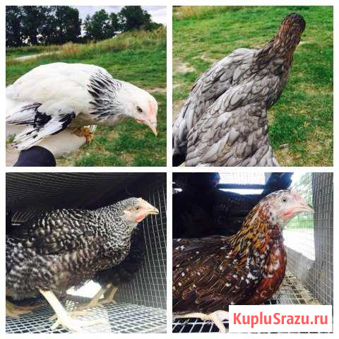 Куры несушки породы Чешский Доминант Санкт-Петербург - изображение 1