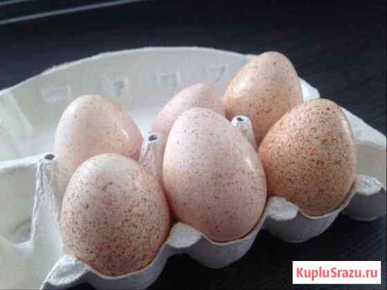 Индюшиное яйцо Санкт-Петербург