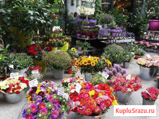 Цветочный магазин на первой линии/отдельный вход Санкт-Петербург - изображение 1