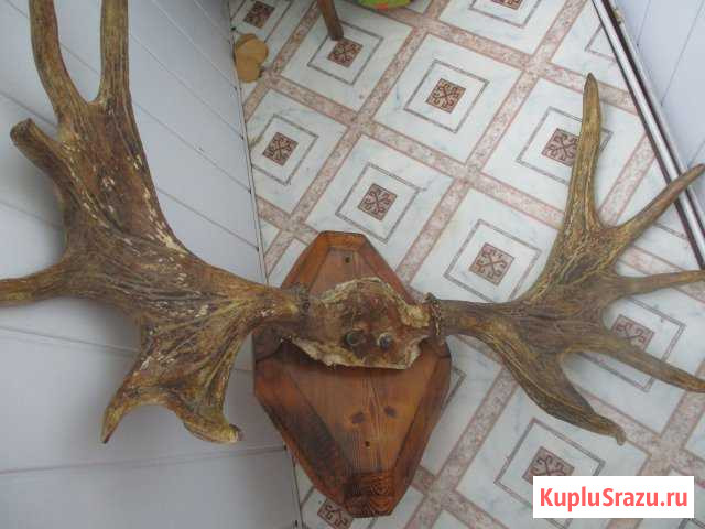 Рога лося Новороссийск - изображение 1