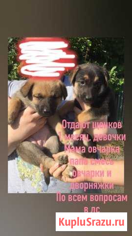 Щенки Афипский - изображение 1