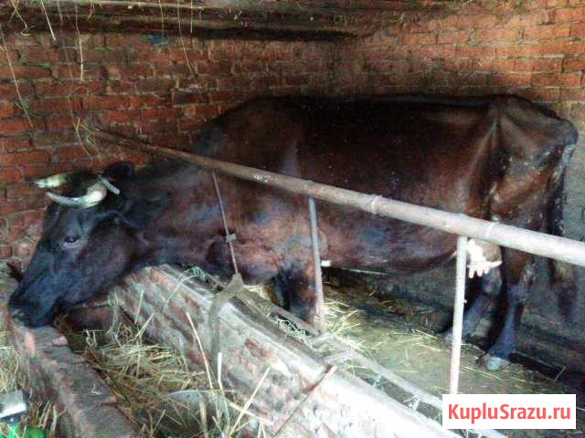 Коровы на мясо Усть-Лабинск - изображение 1