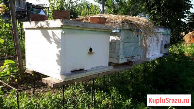 Пчелы. Бакфаст Крымск - изображение 1