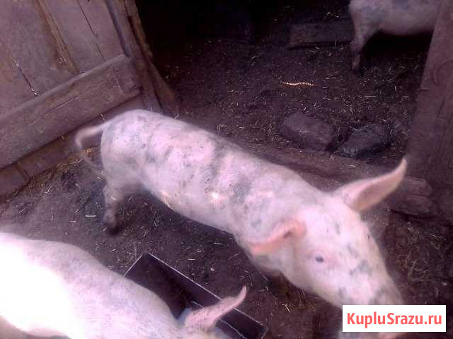 Паросята Кирпильская - изображение 1