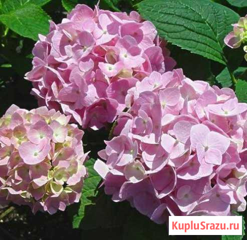 Гортензия Славянск-на-Кубани - изображение 1
