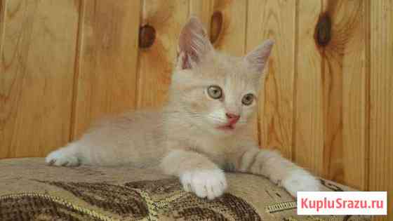 Котята Усть-Лабинск