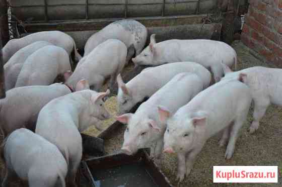 Продаются поросята Кропоткин