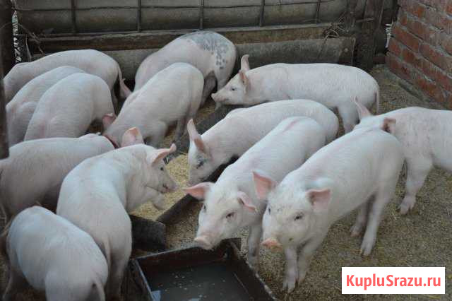 Продаются поросята Кропоткин - изображение 1