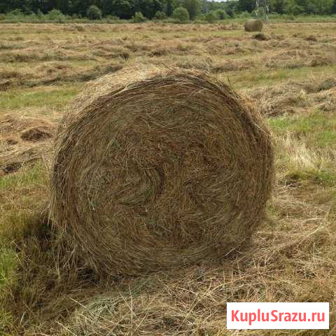 Сено в рулонах Мингрельская - изображение 1