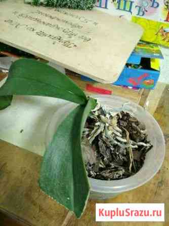 Орхидеи фаленопсис Новороссийск