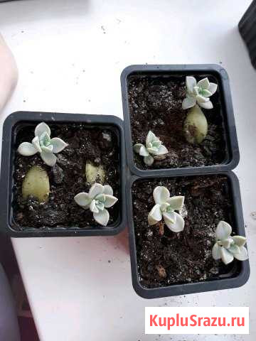 Эхеверия (echeveria) Усть-Лабинск - изображение 1